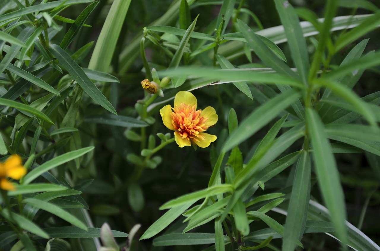 20 Herbs you can grow in shade