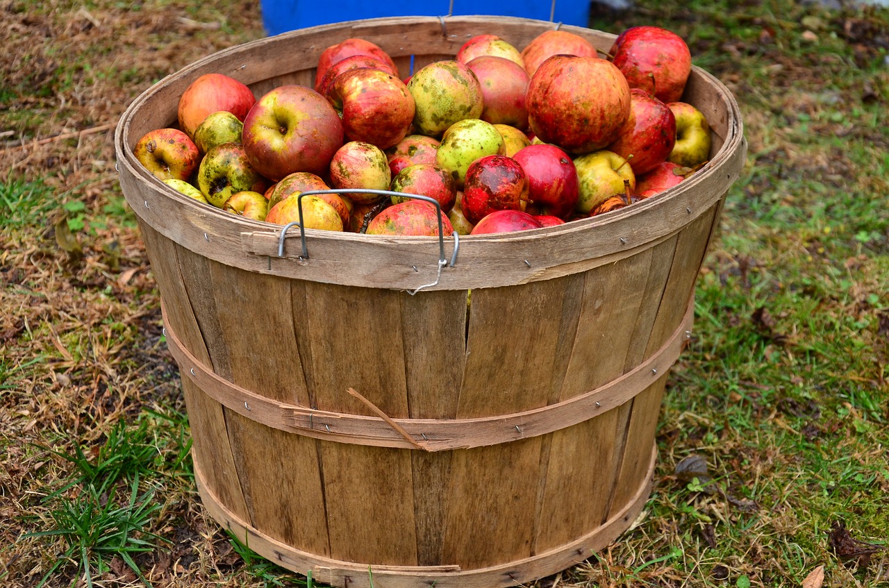 making apple cider the traditional way