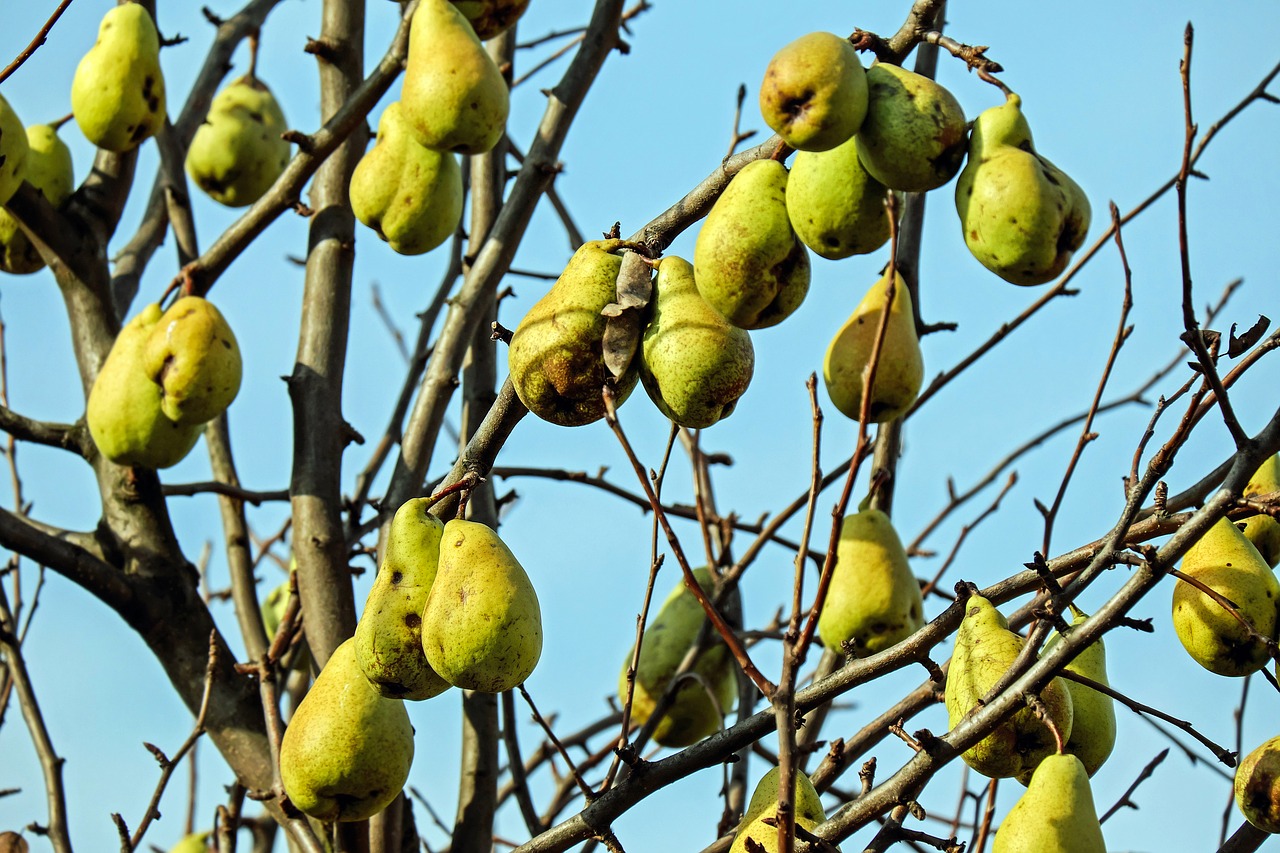 Must Modern Cider Making Mean Chemical-Laden and Complicated?