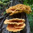 How to cook and preserve chicken of the woods mushrooms