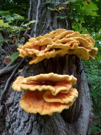 How to cook and preserve chicken of the woods mushrooms