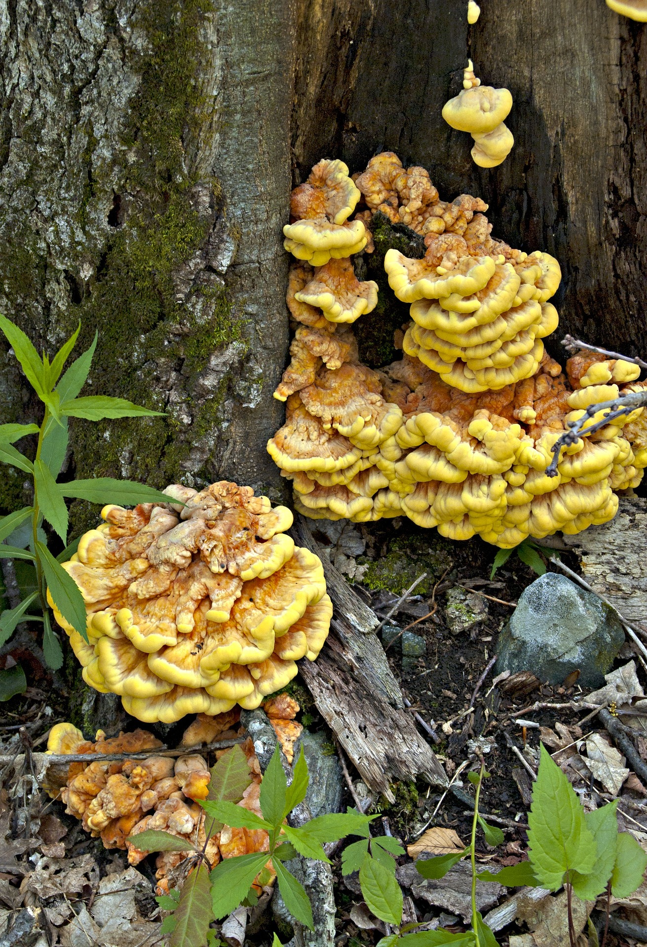What to do with Chicken of the Woods Mushrooms? - A Magical Life