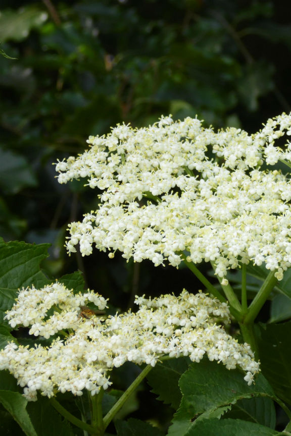 How to Easily Find Elderberries