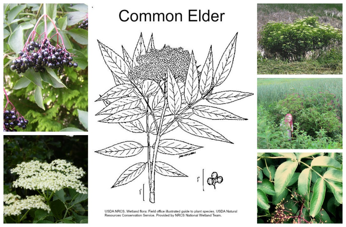 How to easily identify elderberries, elderflowers and elder shrubs