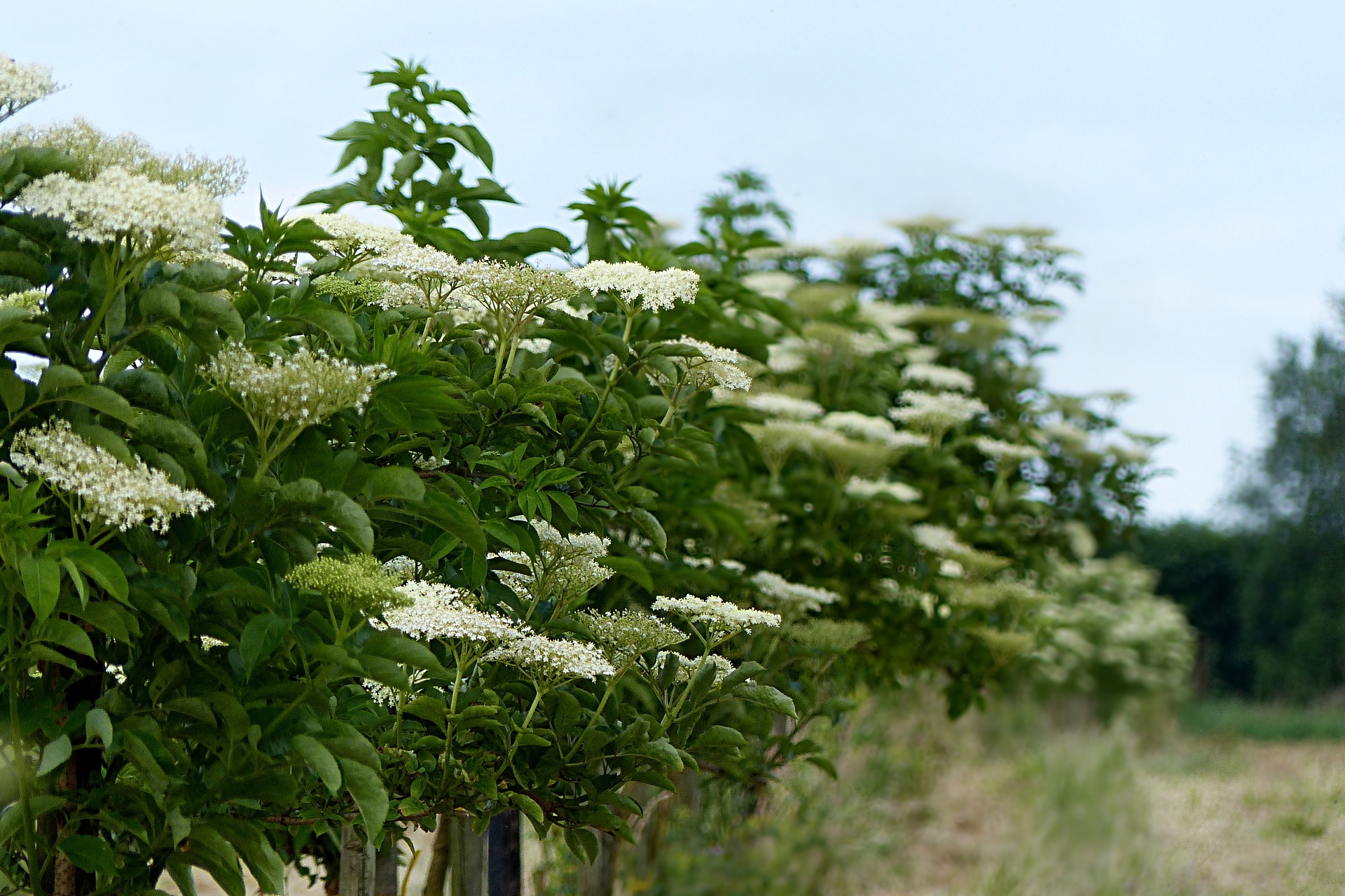 How to easily identify elderberries, elderflowers and elder shrubs