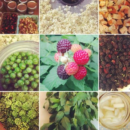 June foraging wrap up