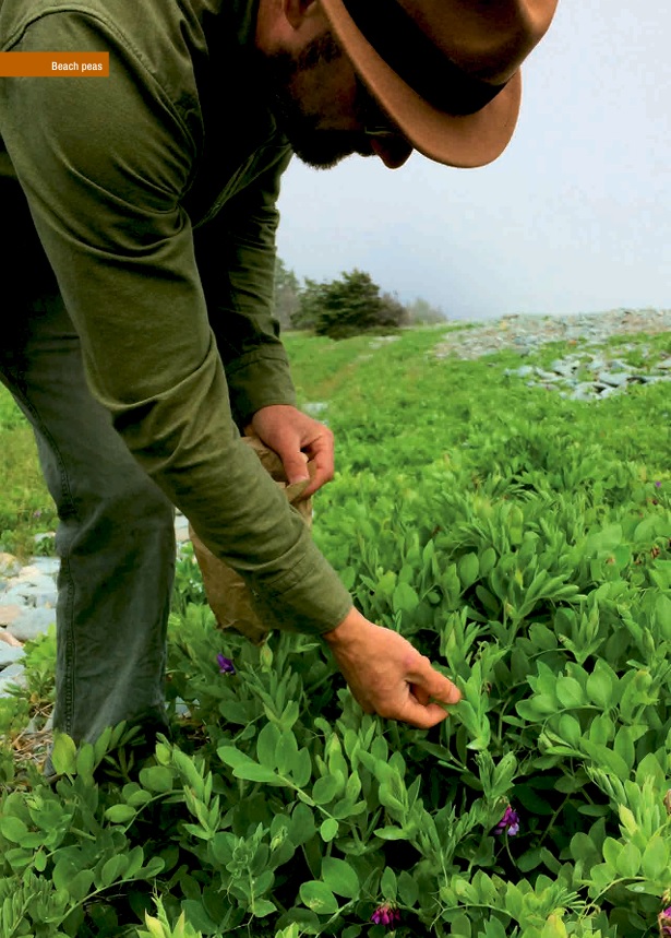 Eating Wild in Eastern Canada: A Guide to Foraging the Forests, Fields, and Shorelines