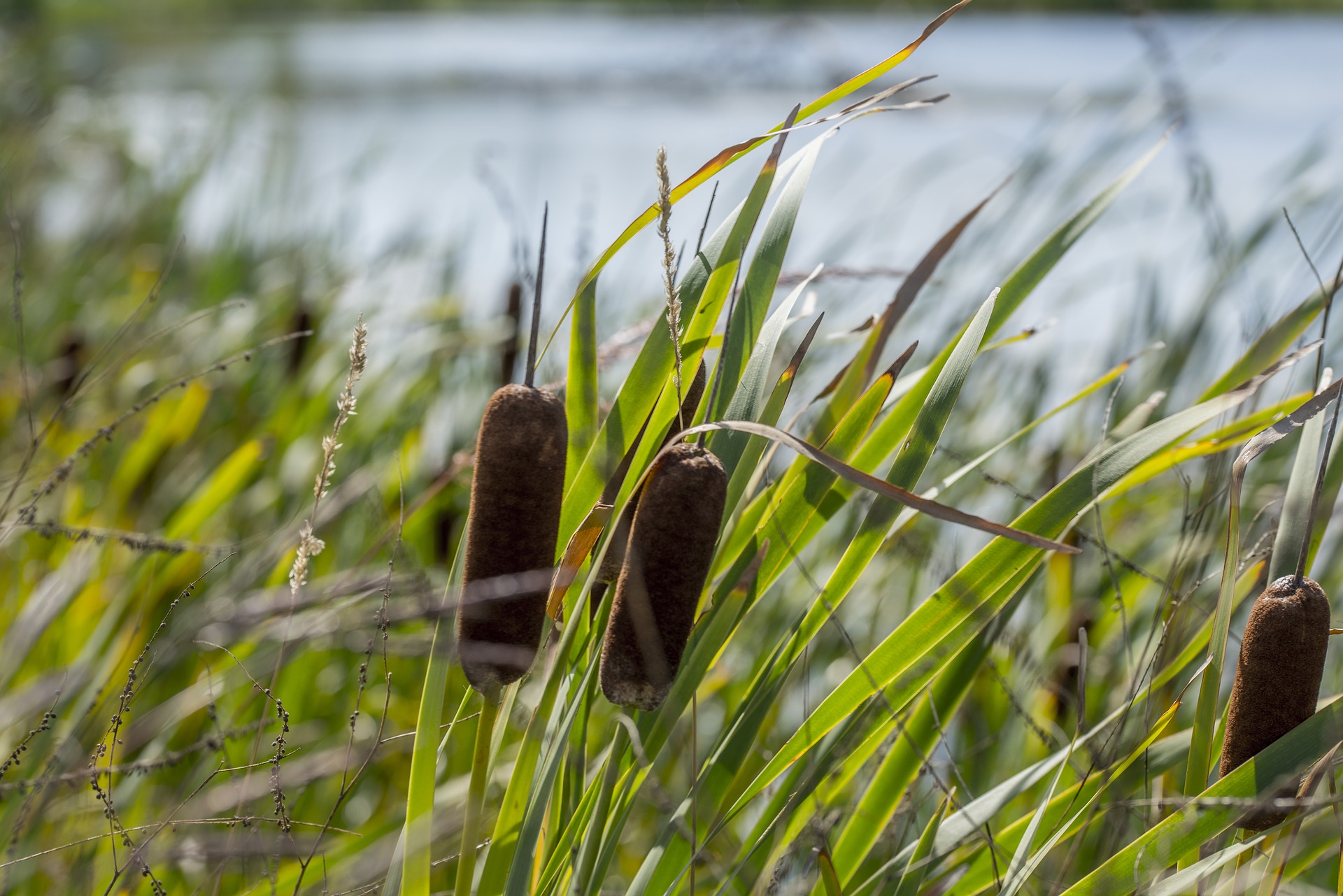 Do cattails contain gluten?