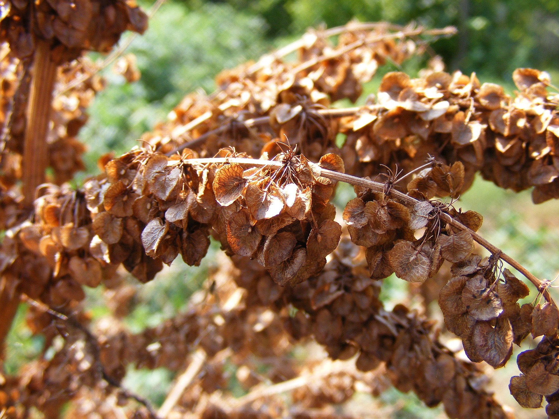 Foraging for dock seeds and making dock seed flour