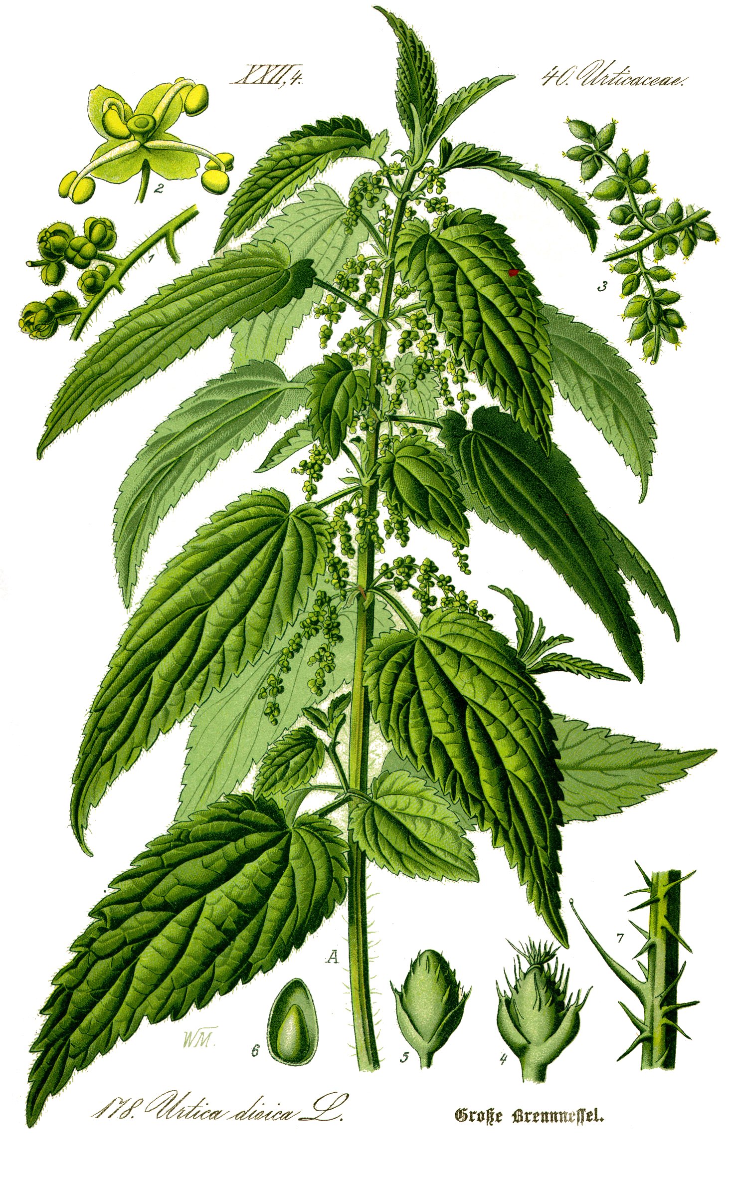 stinging nettle 