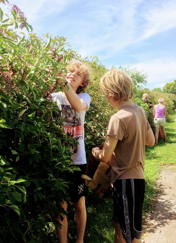 Our 2019 Foraging Wrap-up (elderberries)