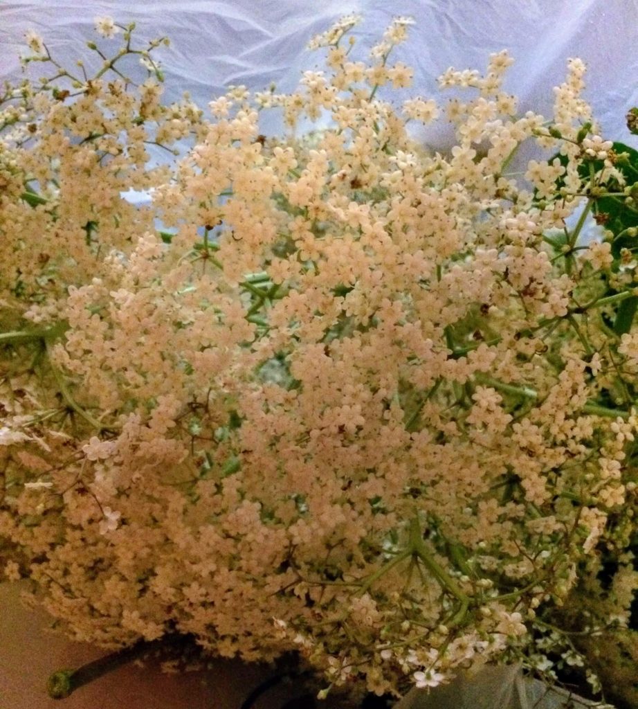 Our 2019 foraging wrap up (elderflowers)