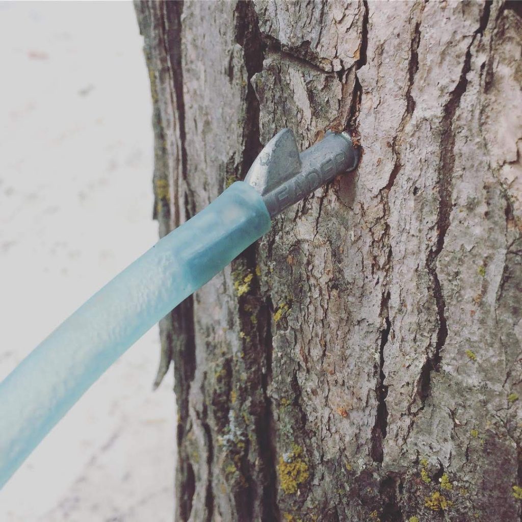Our 2019 foraging wrap-up (tapping maple sap for syrup)