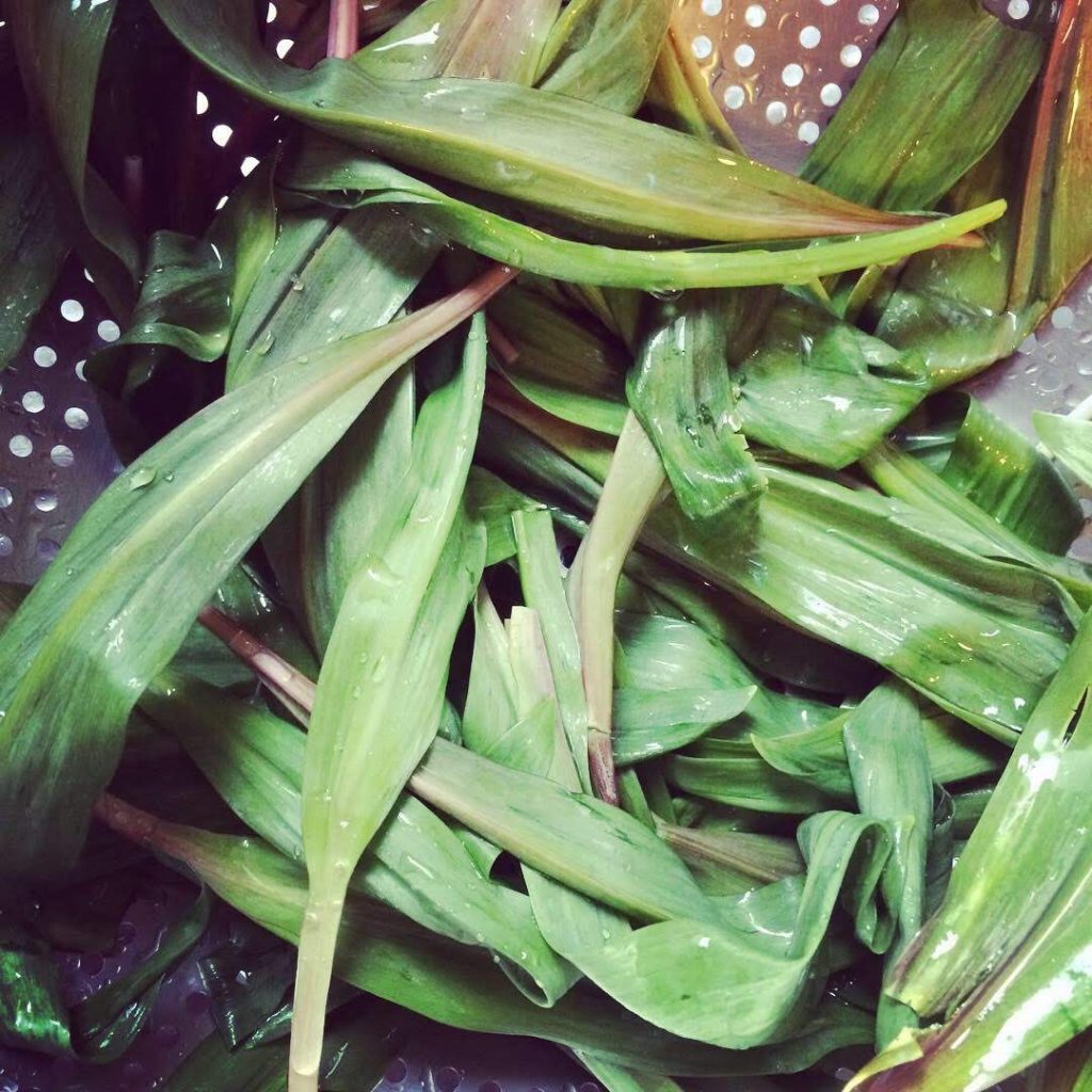 Our 2019 foraging wrap-up (ramps)