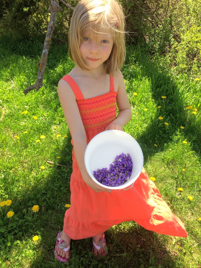 Our 2019 foraging wrap-up (violets)