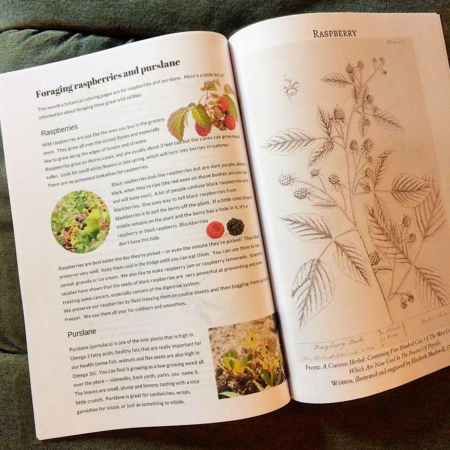 wild kids foraging magazine