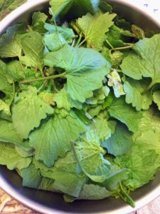 garlic mustard foraged