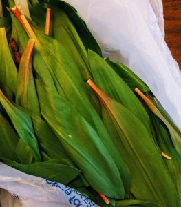 ramps foraging in spring 2020