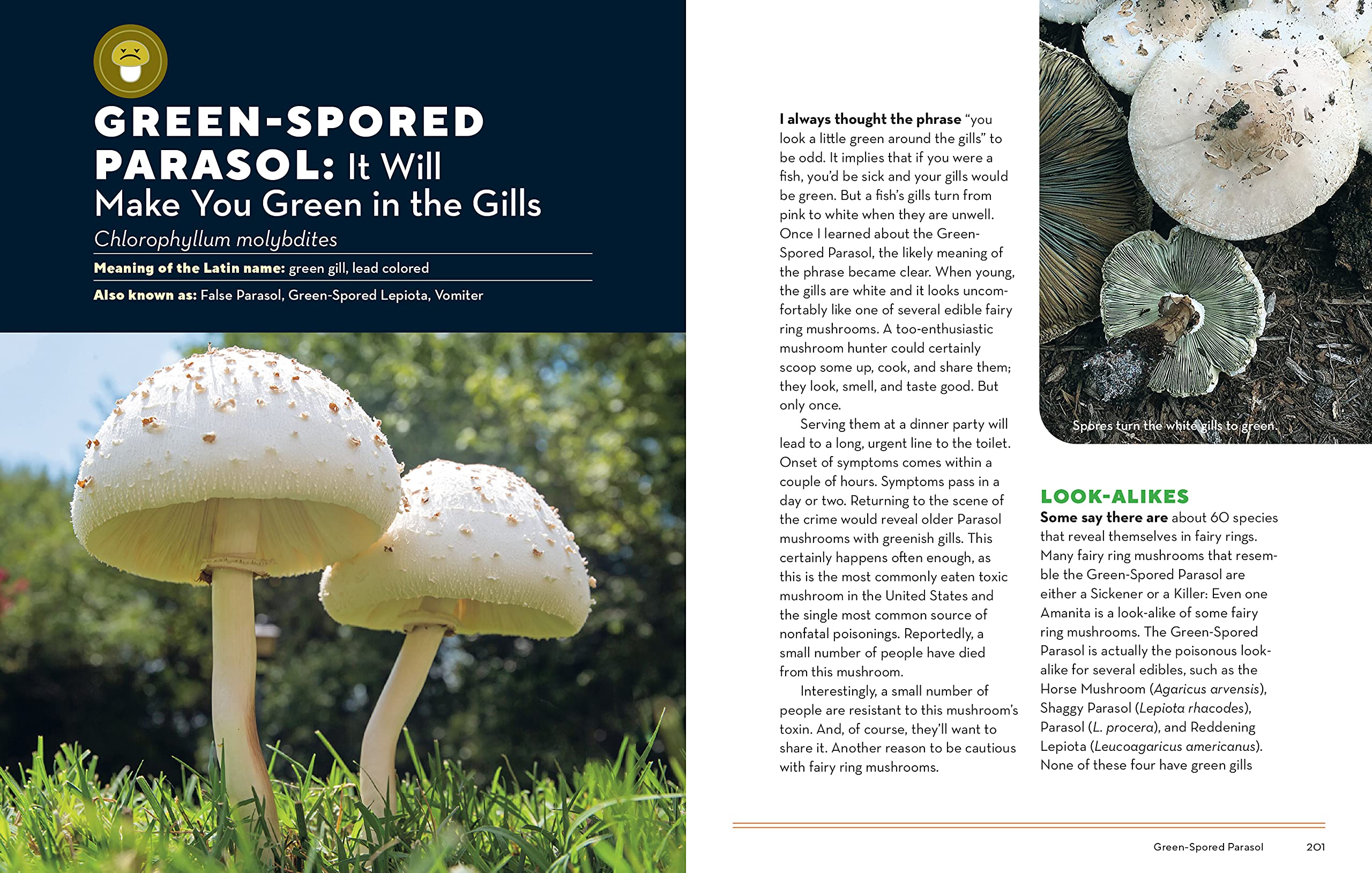 How to Forage for Mushrooms without Dying: An Absolute Beginner's Guide to Identifying 29 Wild, Edible Mushrooms 