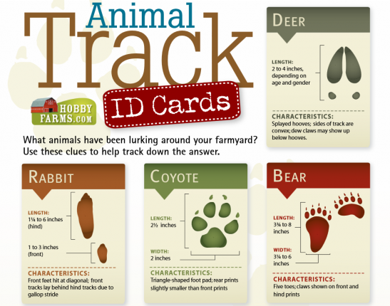 Print out free animal track ID cards!