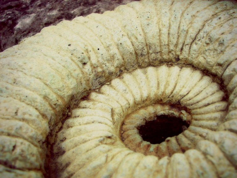 Free app helps learn about and ID fossils A Magical Homeschool