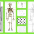 Free printable life-sized child and adult skeletons, skull puzzles and more!