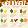 Fall Leaf ID inforgraphic