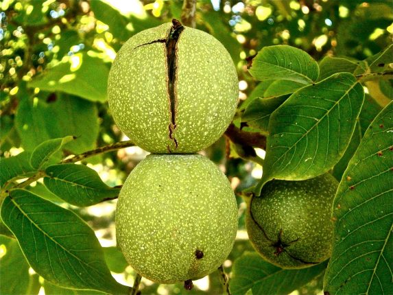 How to forage walnuts