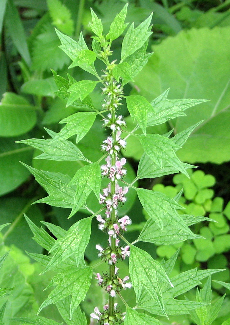 Famous herbalists teach how and why to use motherwort