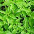 Famous herbalists tell the benefits of nettles