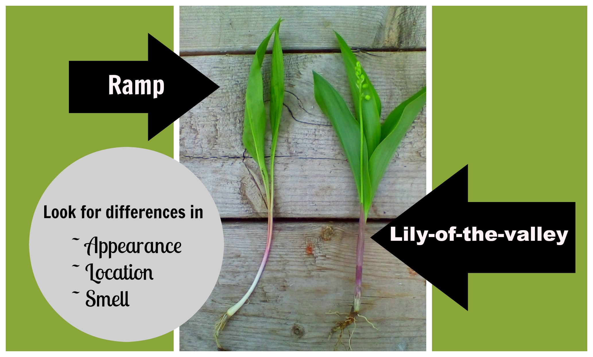 How to tell the difference between ramps and lily-of-the-valley • Air ...