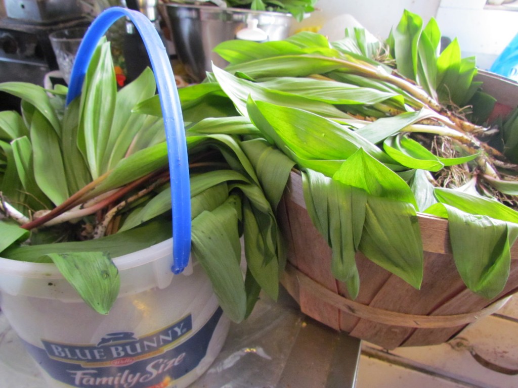 How to cook with ramps A Magical Life