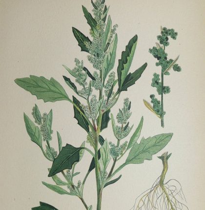 What to do with lambsquarters